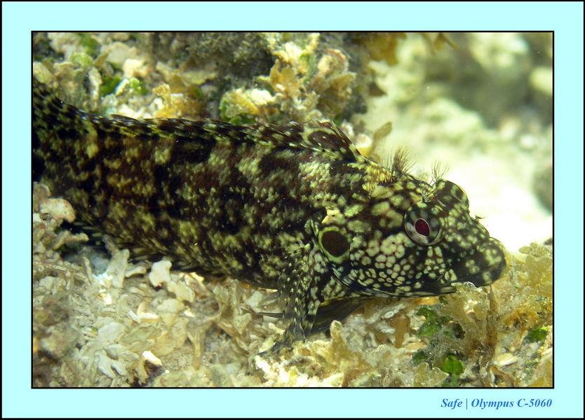 2005 - 11 - Maragogi - parc marin de gales 24.JPG